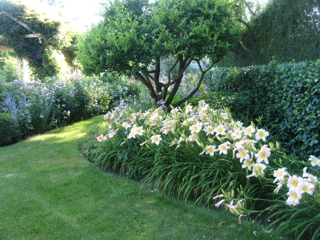 daylilies