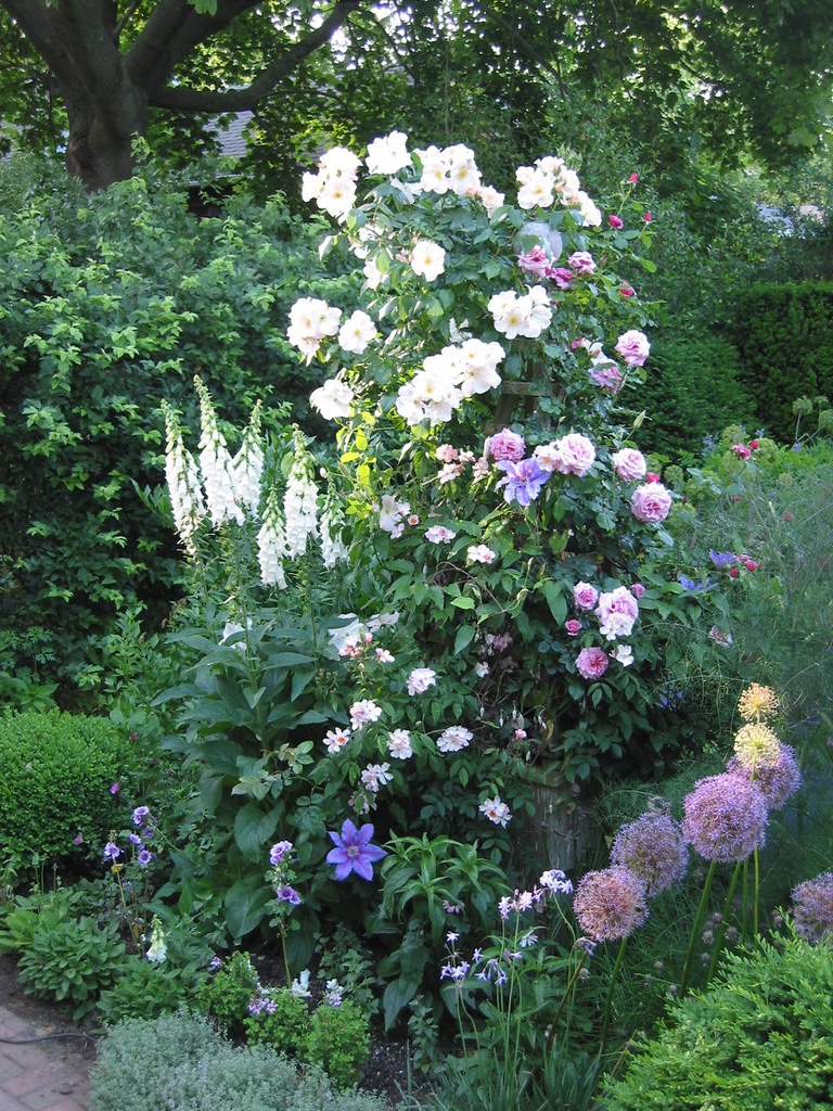 Roses, foxgloves, and ornamental onions.