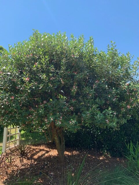 View of the full pineapple guava plant