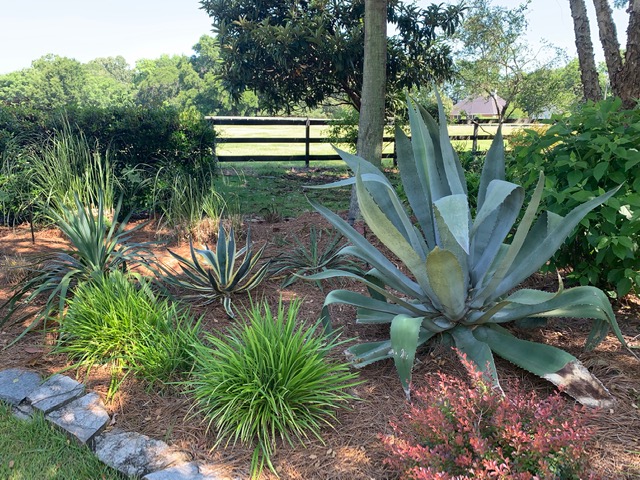 agave plant