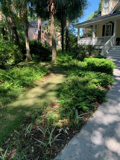 ferns around the driveway