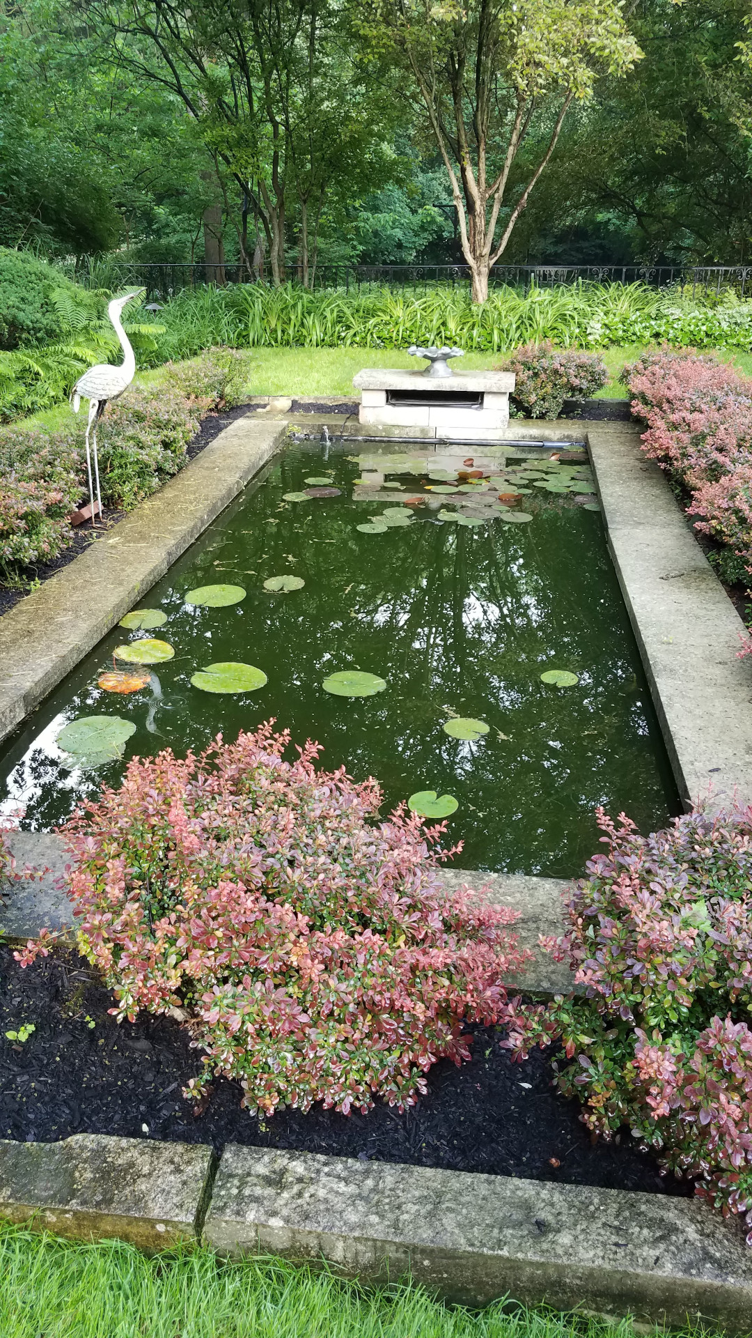 water feature, dotted with the leaves of water lilies