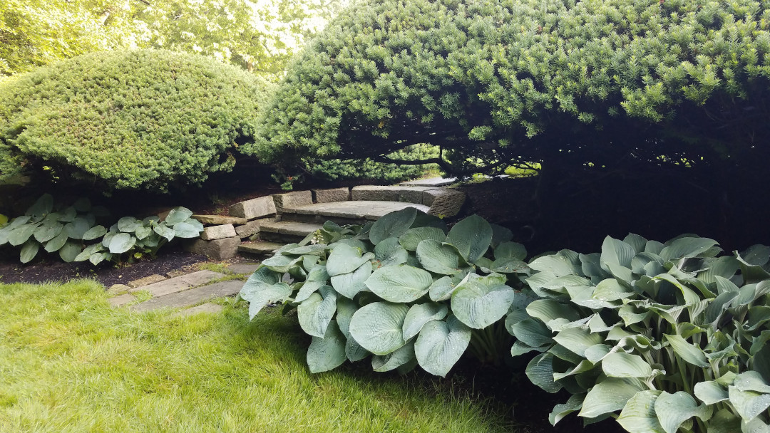 “blue” hostas