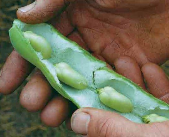 opening a fava bean