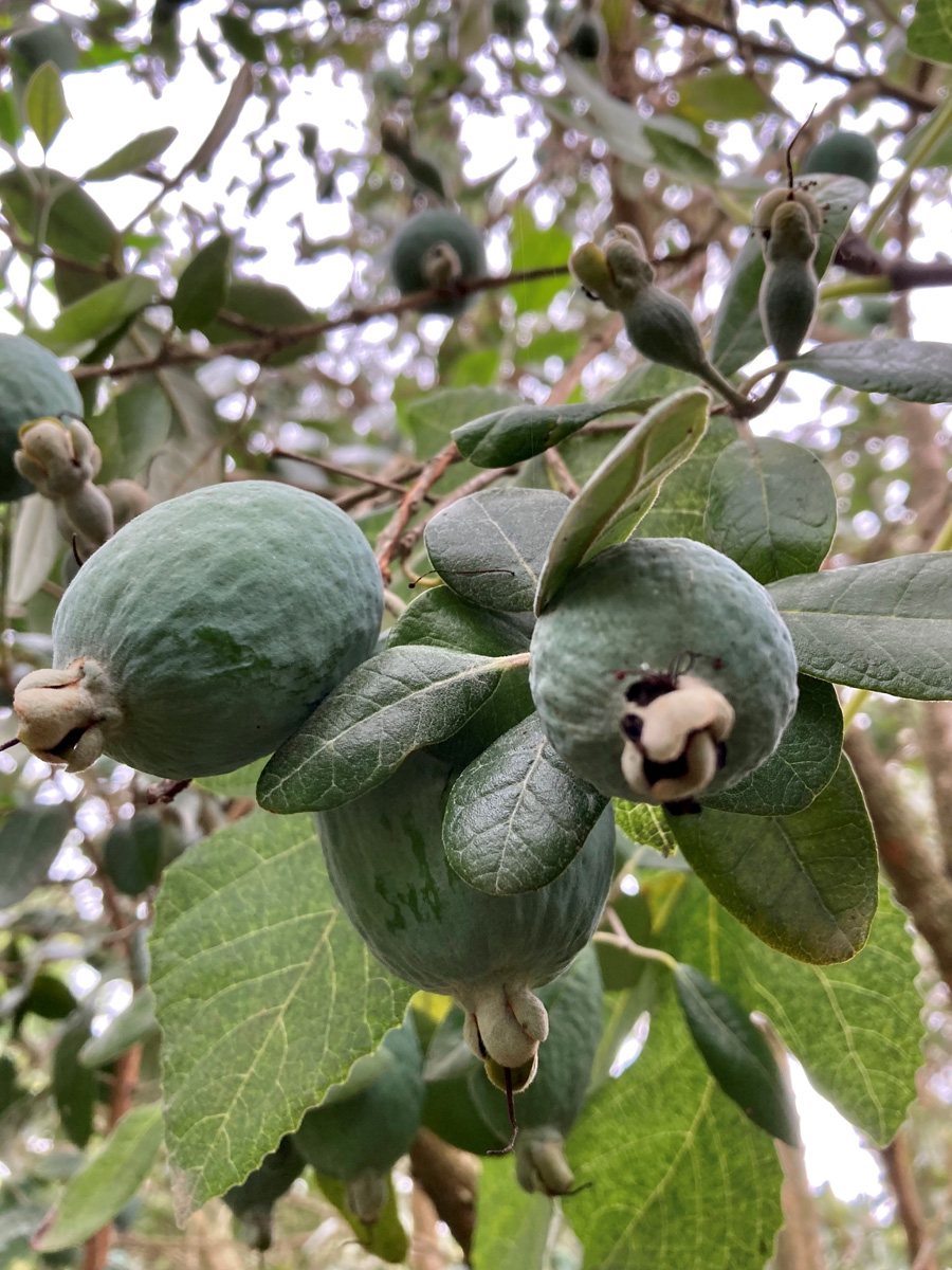 ripe pineapple guava fruit