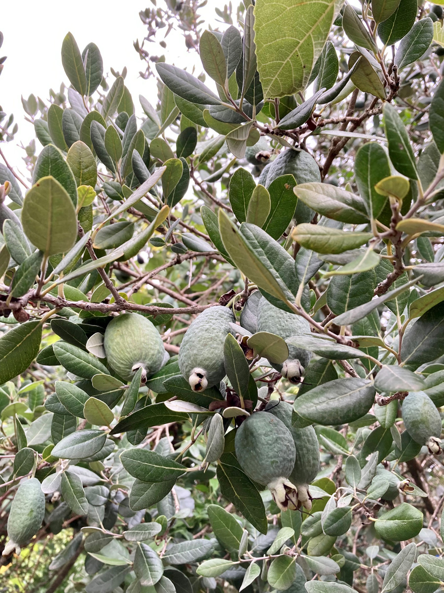 bark and leaves of pineapple guava plant