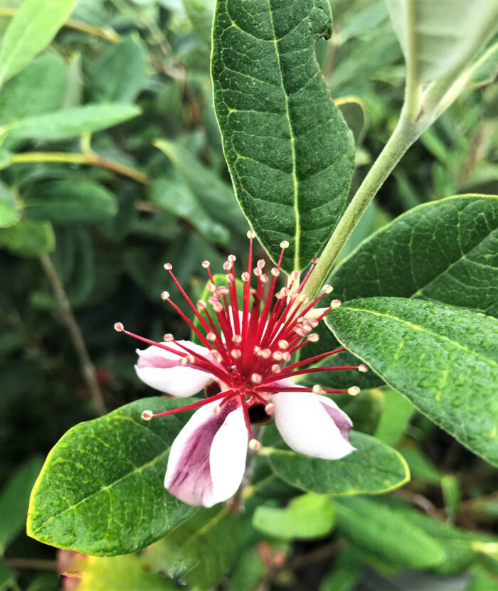 pineapple guava blossom