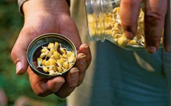 sprouted corn kernels