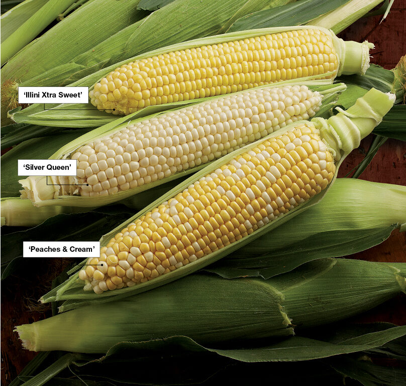 Super Sweet Corn Varieties Super Sweet Corn Varieties