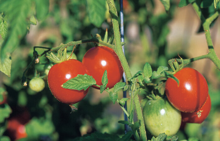 early cascade tomatoes