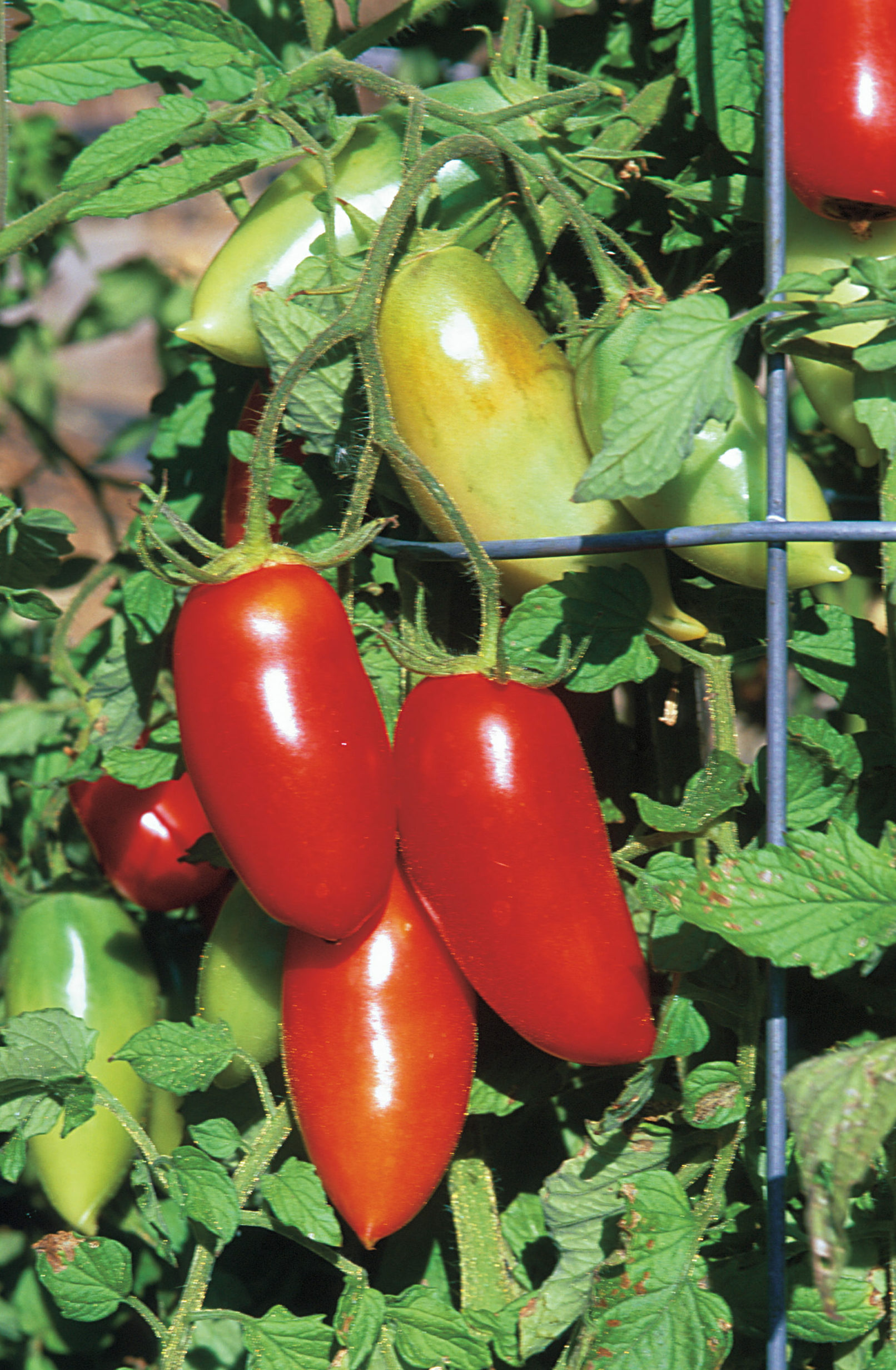 sausage tomatoes