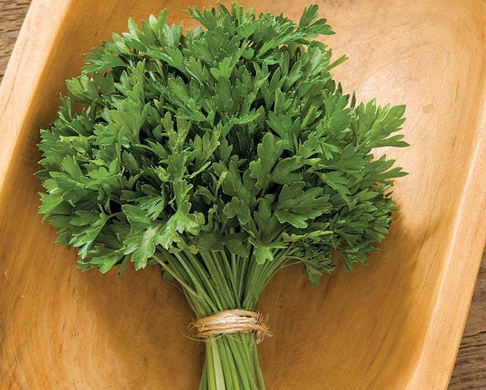 Titan parsley