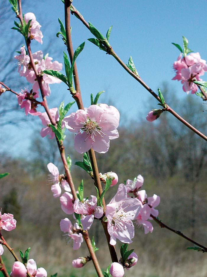 Growing Peach Trees: How To Plant A Peach Tree