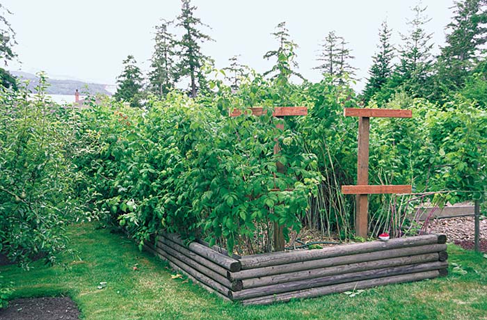 Image of Raised bed with raspberry plants and vegetables