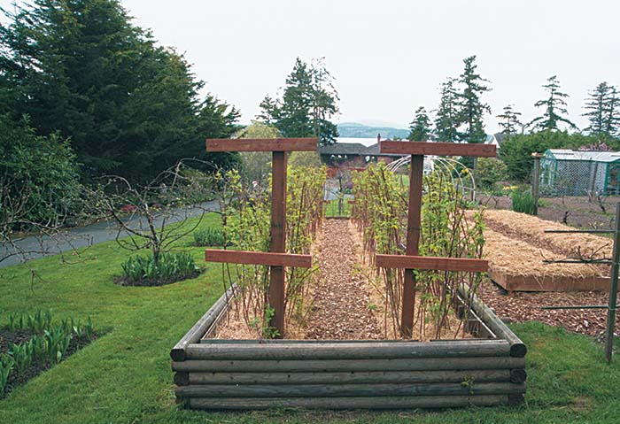 Image of Raspberry raised bed with wood and wire trellis