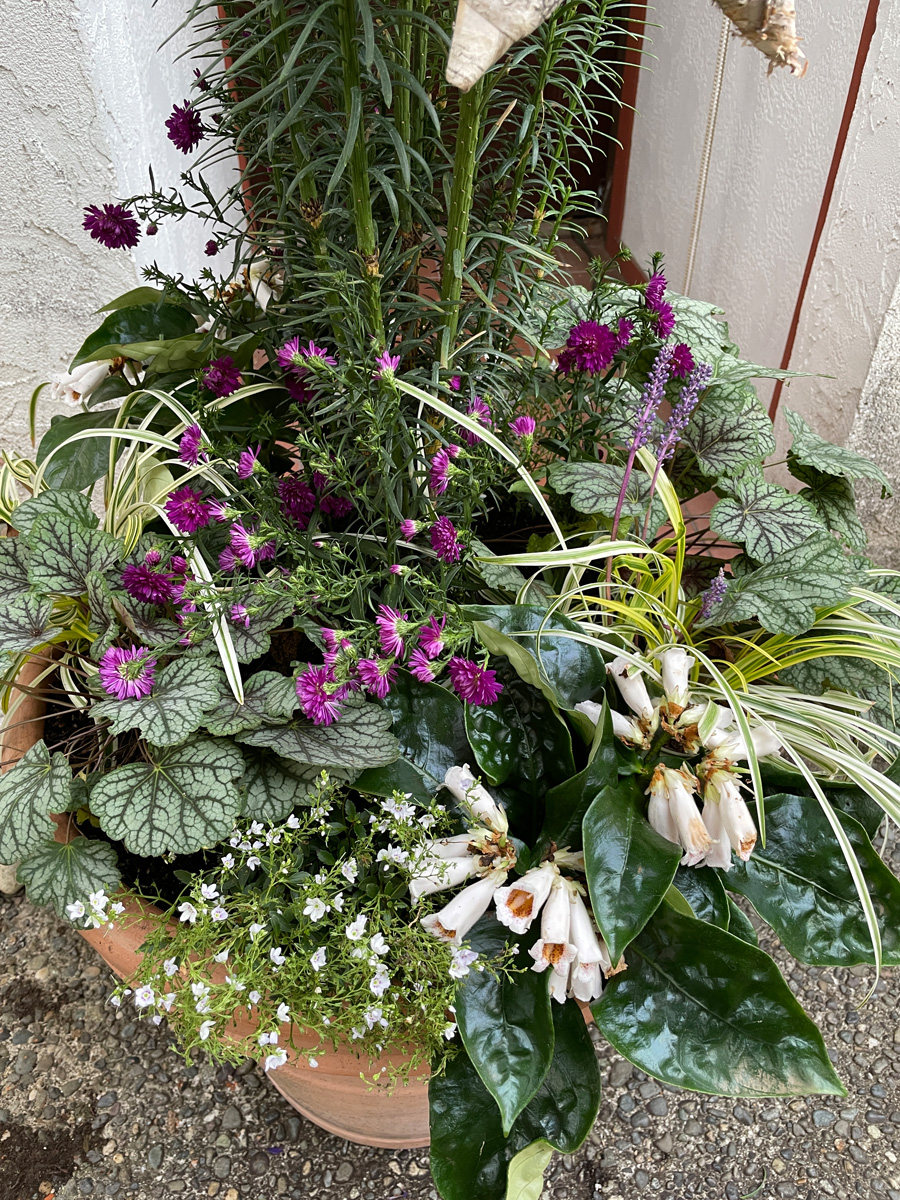 Winter Container Tips and Tricks for the Northwest - Fine Gardening