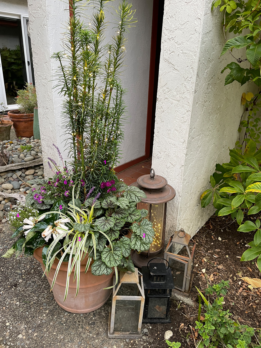 festive winter garden container with fairy lights