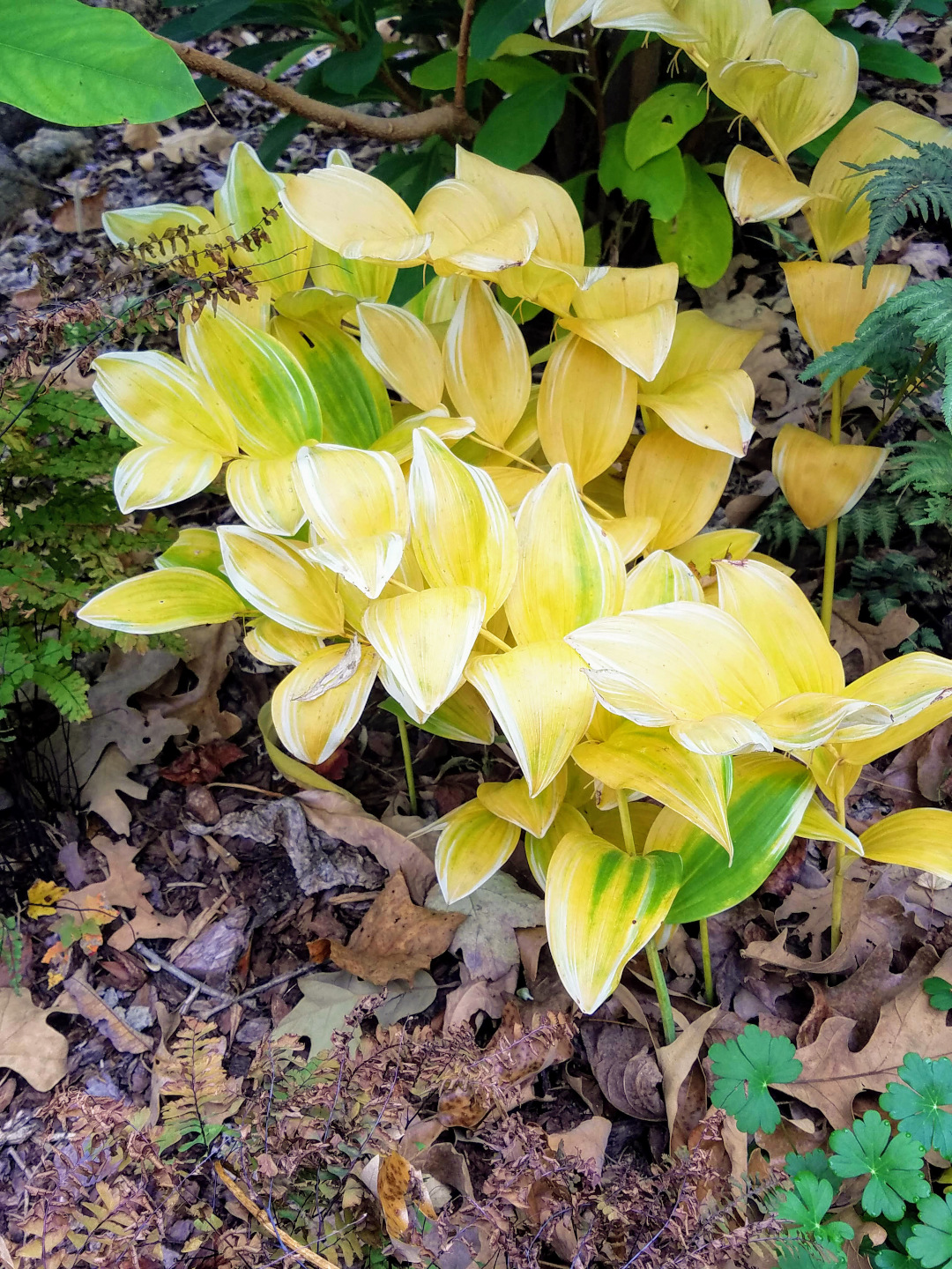 Solomon's seal