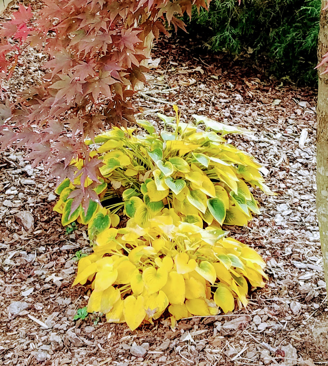 Hosta ‘Blue Jay’