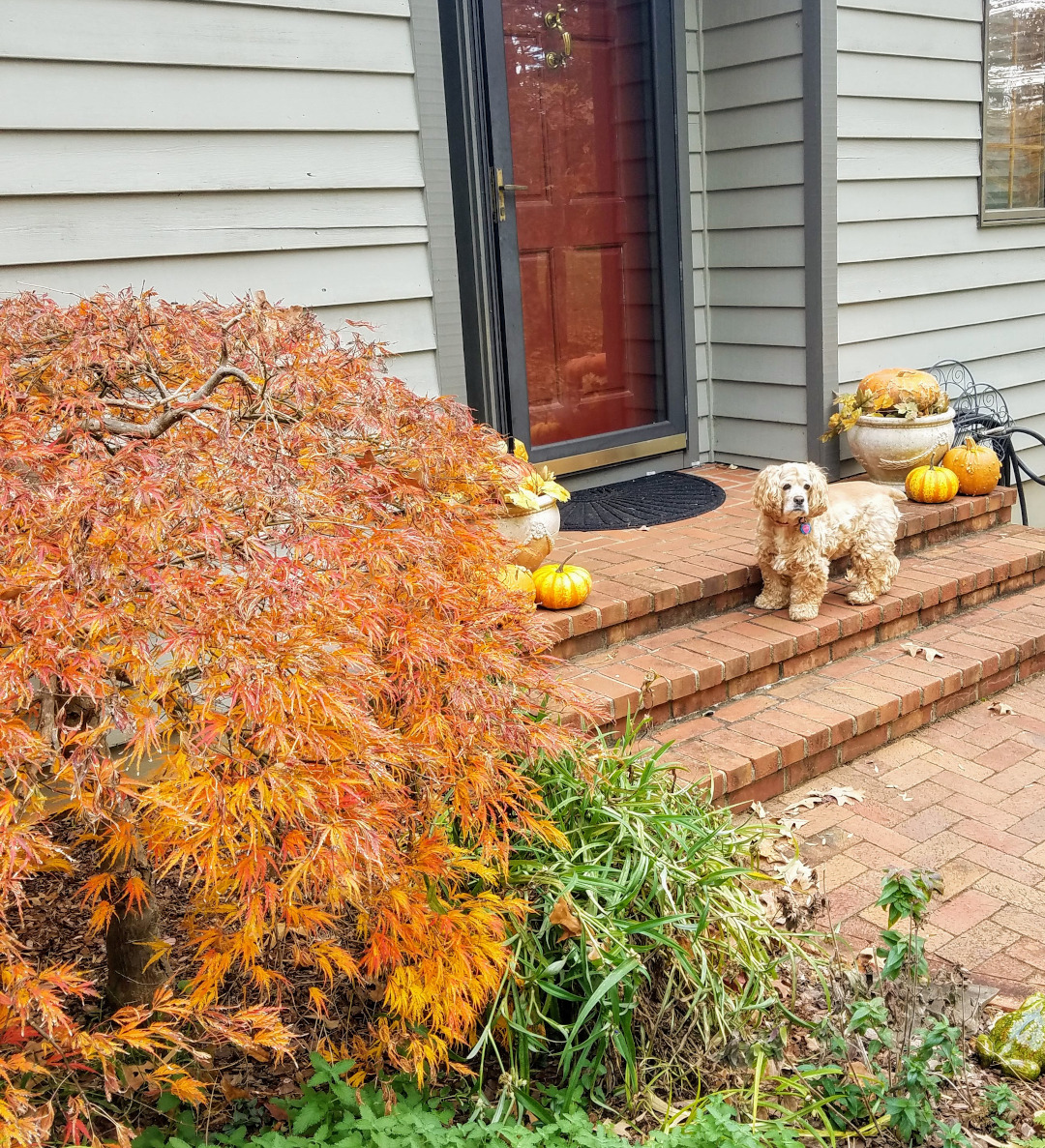 A wider view of the Acer palmatum