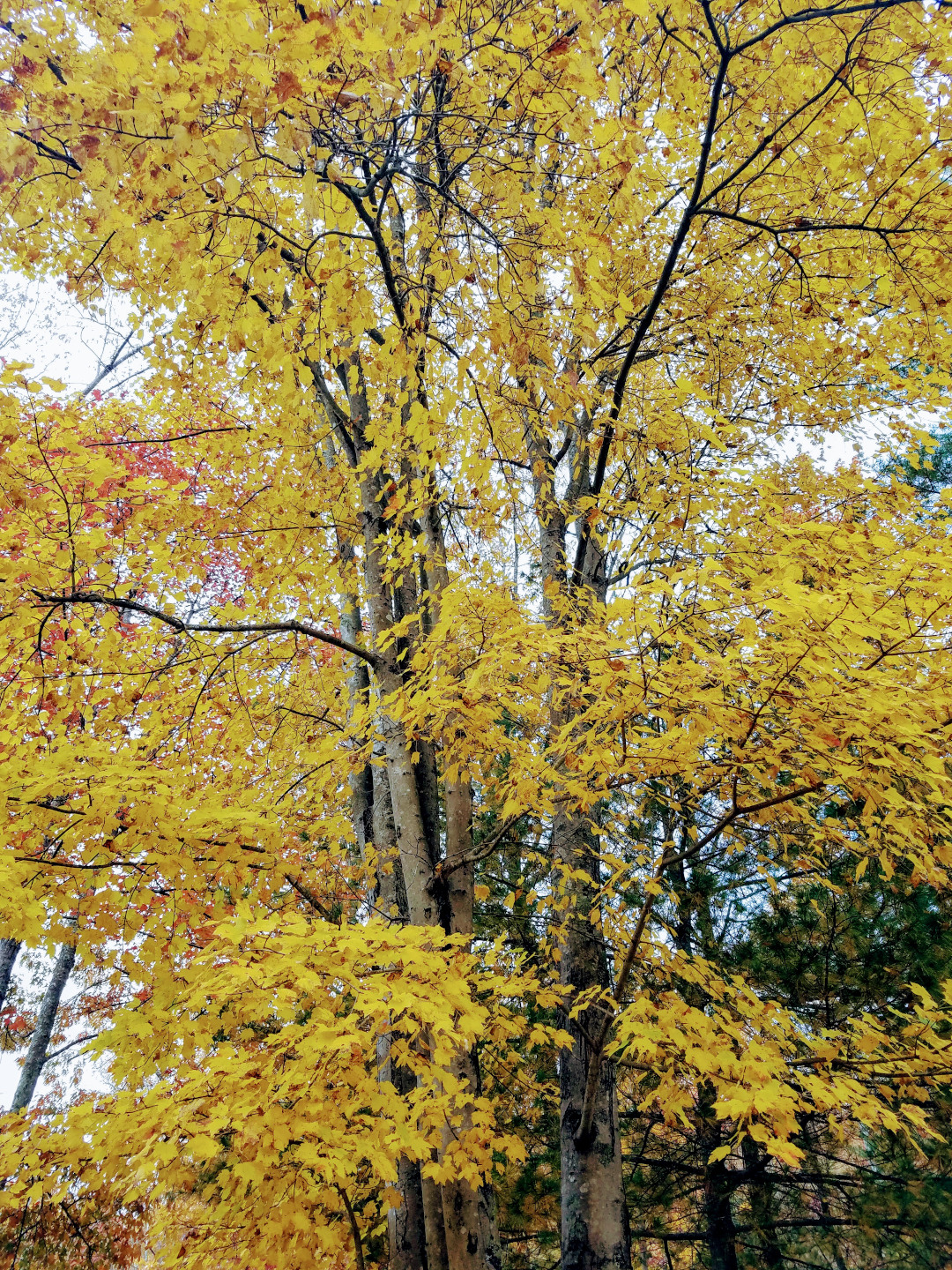 beautiful yellow color of this maple