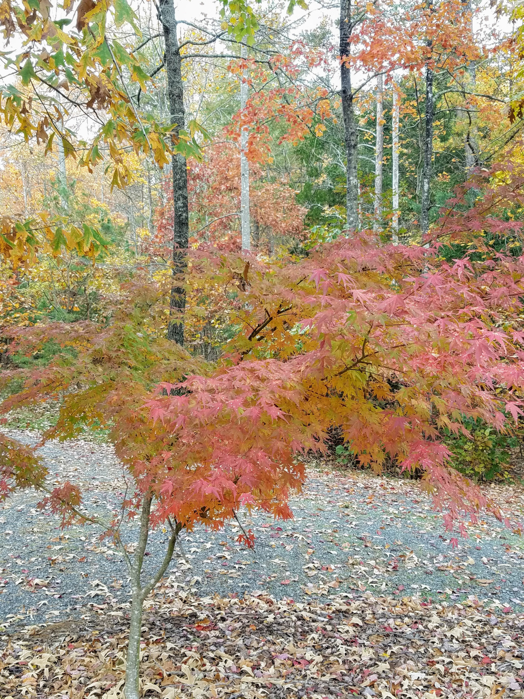 Japanese maple tree