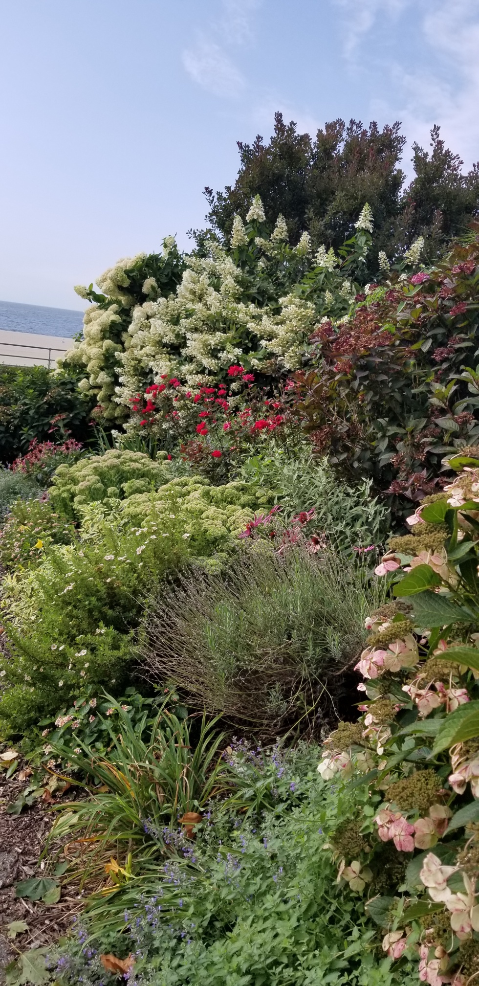 plants throughout the steep hillside