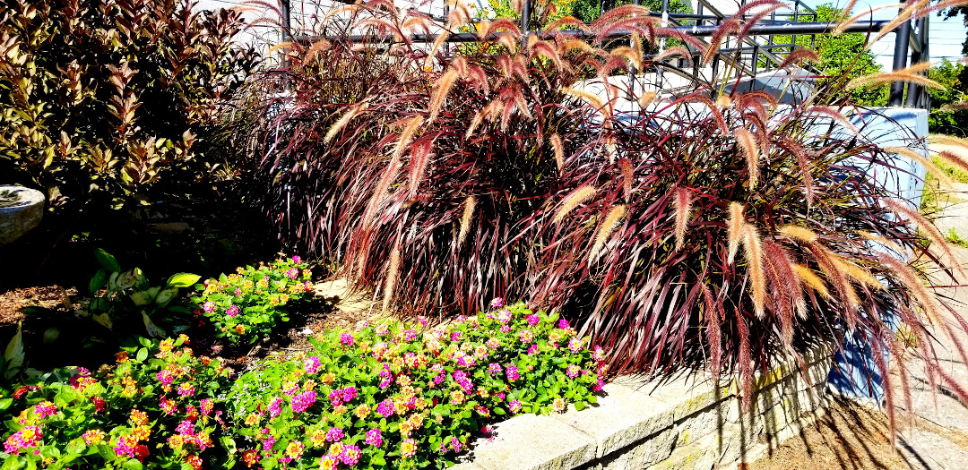 evergreens, shrubs, assorted Hosta, and yearly annuals