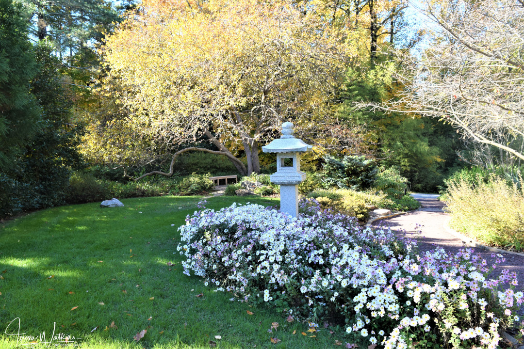 Japanese garden