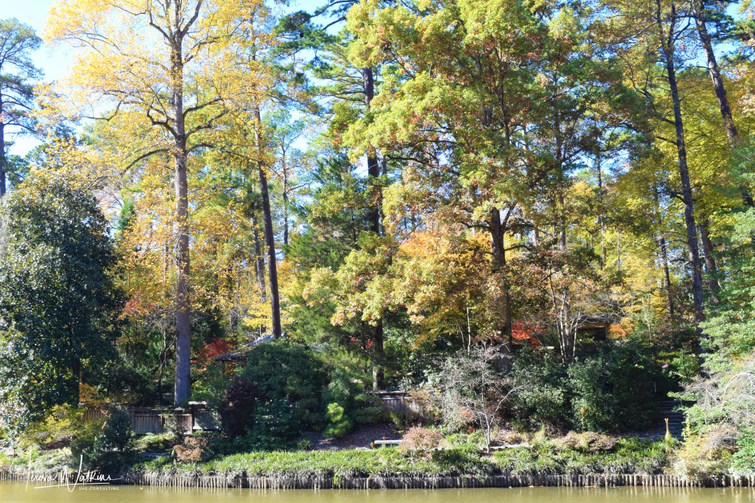 pond in the garden