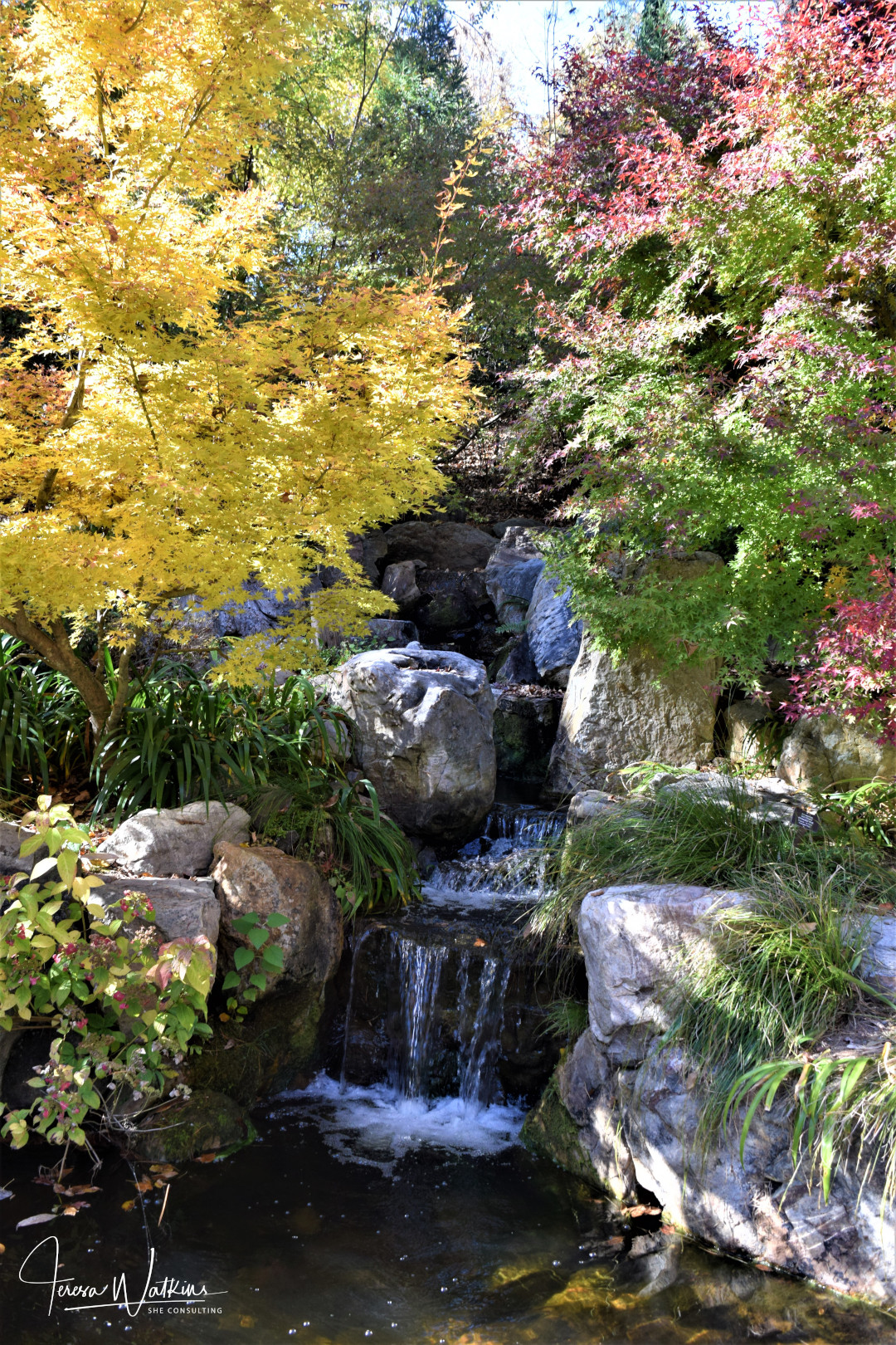 Pine Clouds Mountain Stream