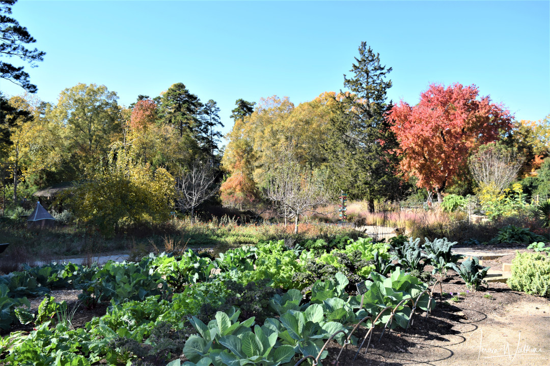 Vegetable gardens