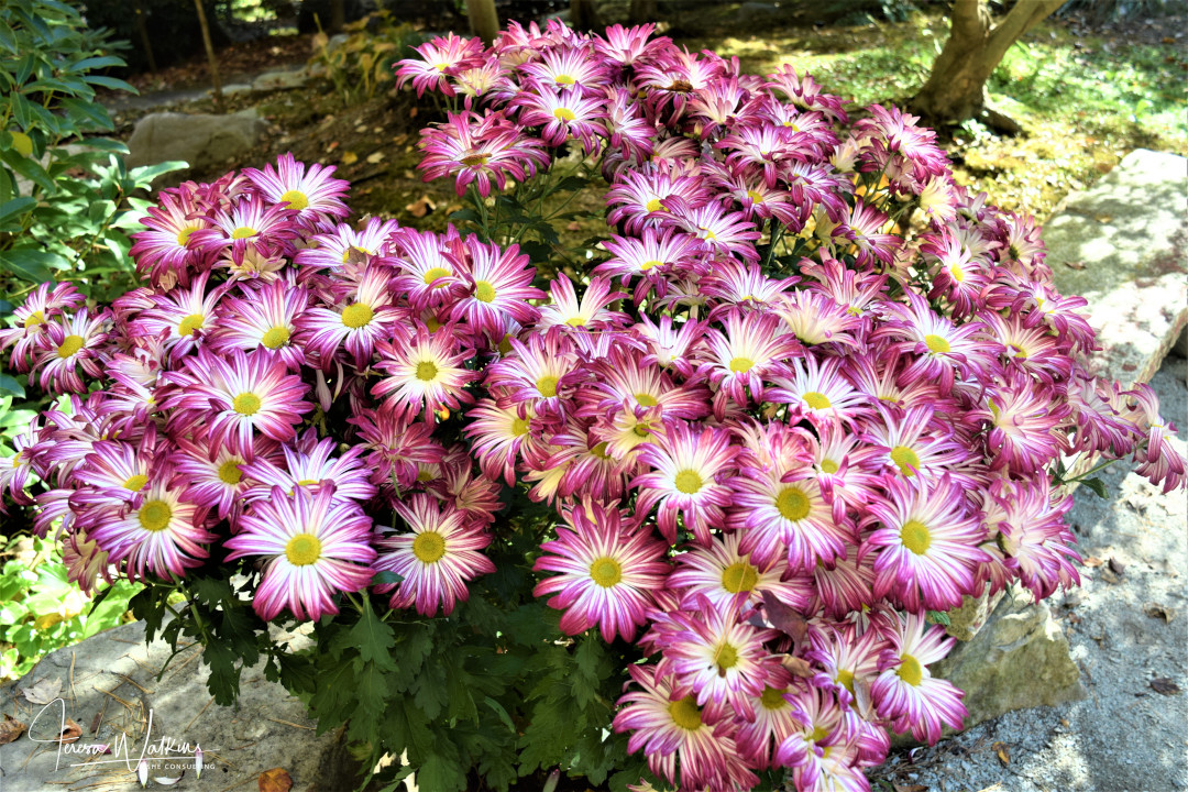 Chrysanthemums