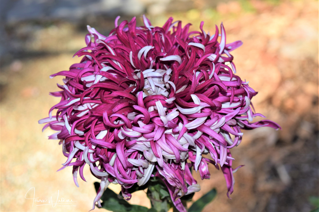 purple mum