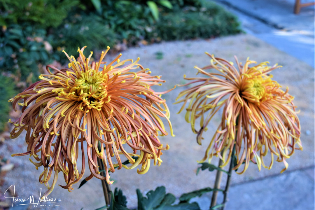 spider-form chrysanthemum