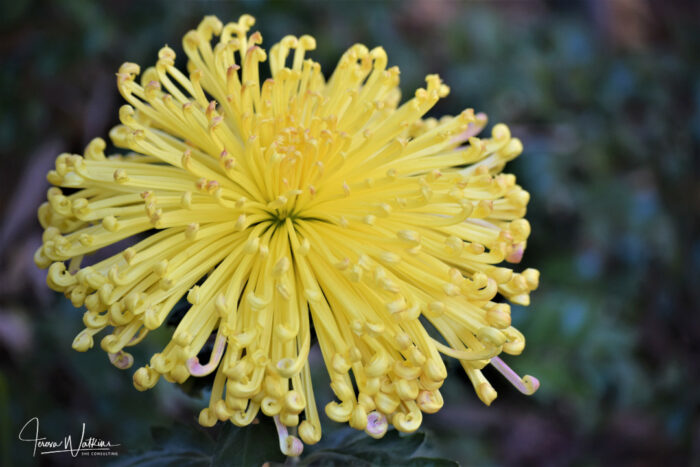 Chrysanthemums