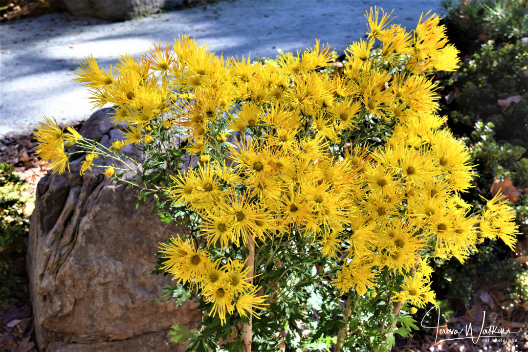 yellow mum