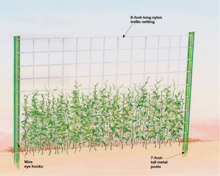 snap peas growing on a fence diagram