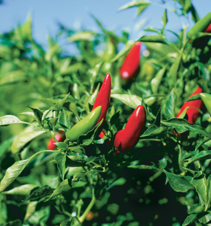 Bullet Chile Peppers Information and Facts