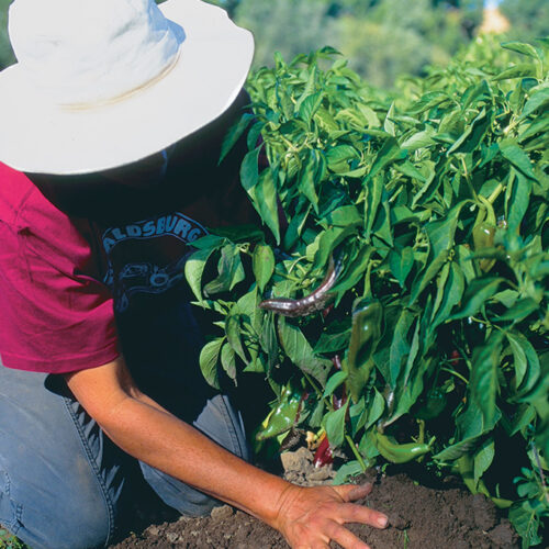 Plant the pepper plants on stakes.