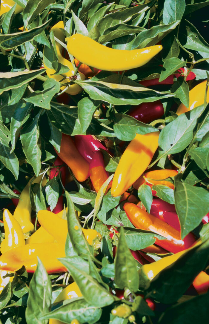 hungarian wax chili