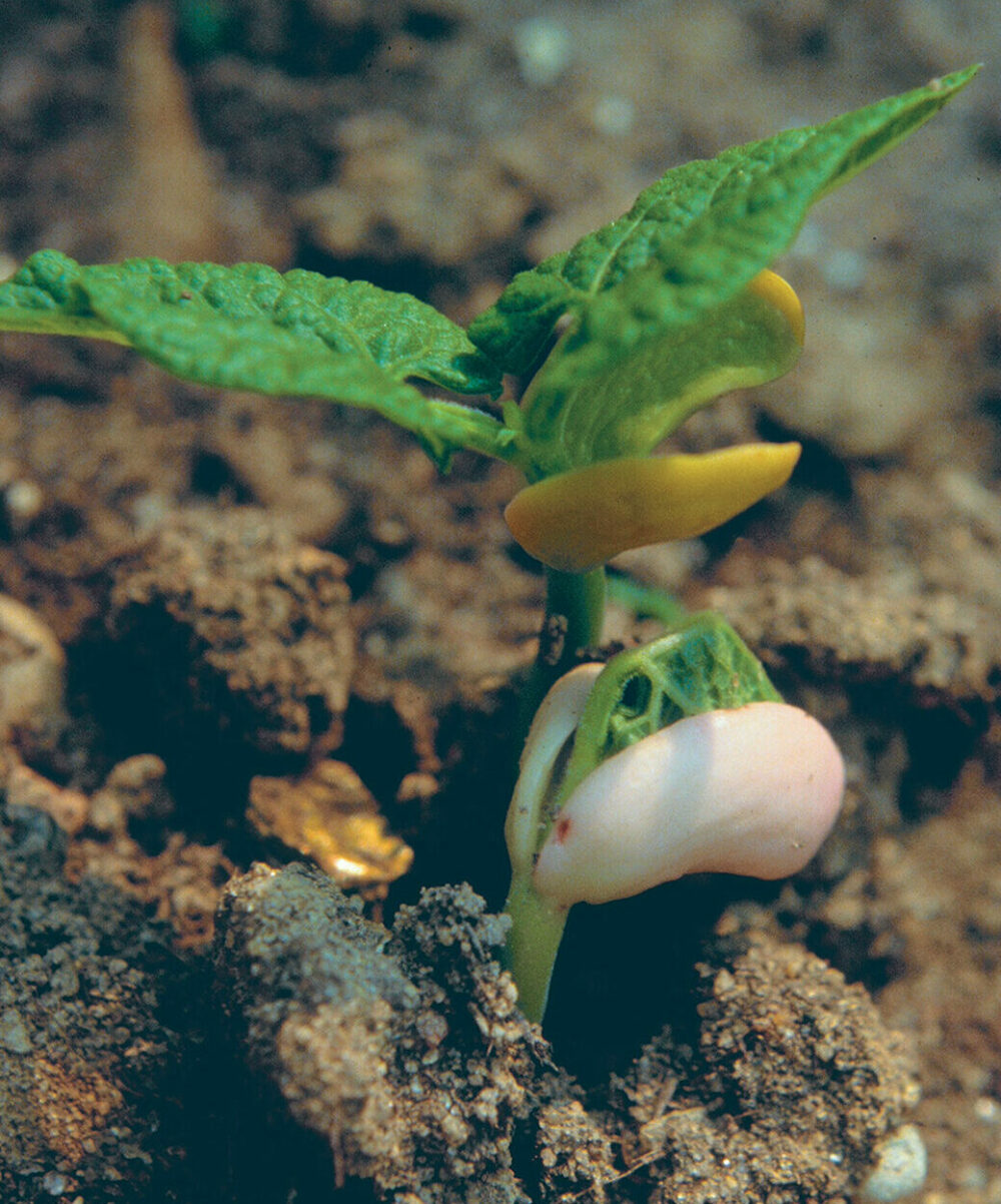 sprouted bean seed