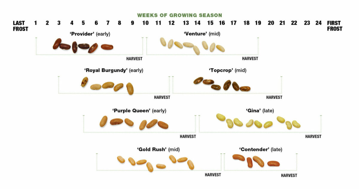 bean succession planting chart