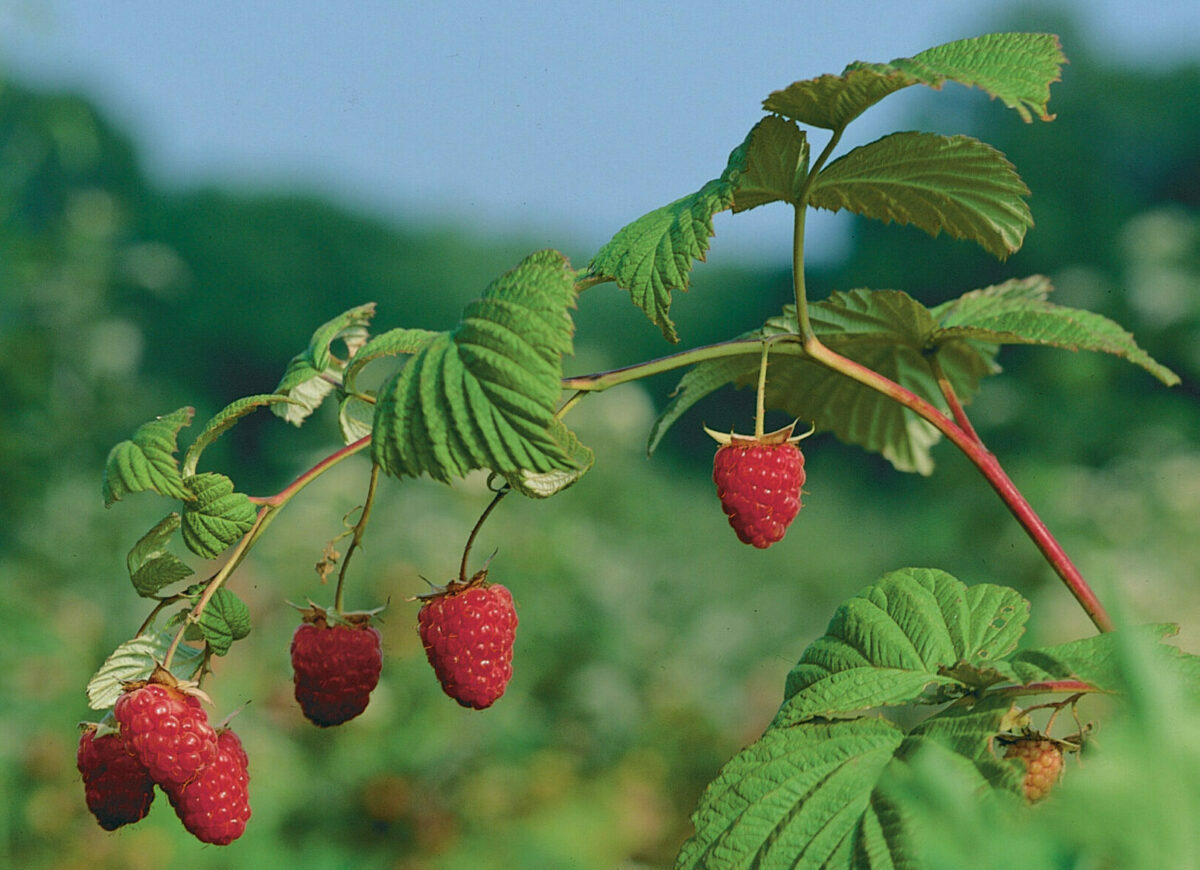 everbearing raspberries