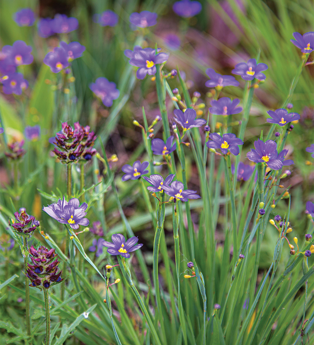 How to Turn Your Lawn into a Wildflower Garden