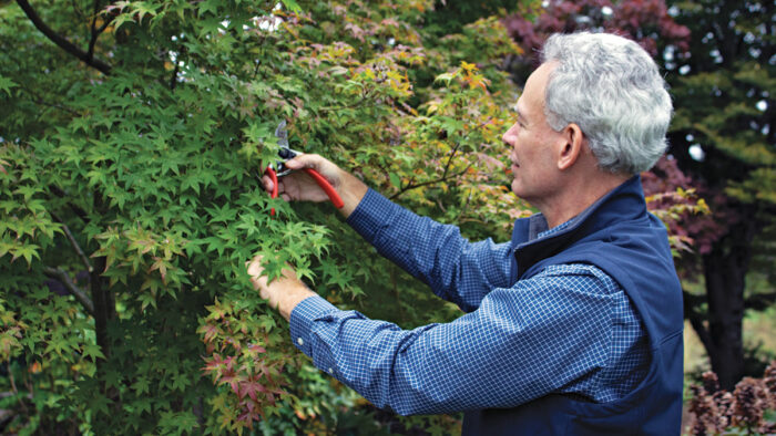 pruning japanese maples