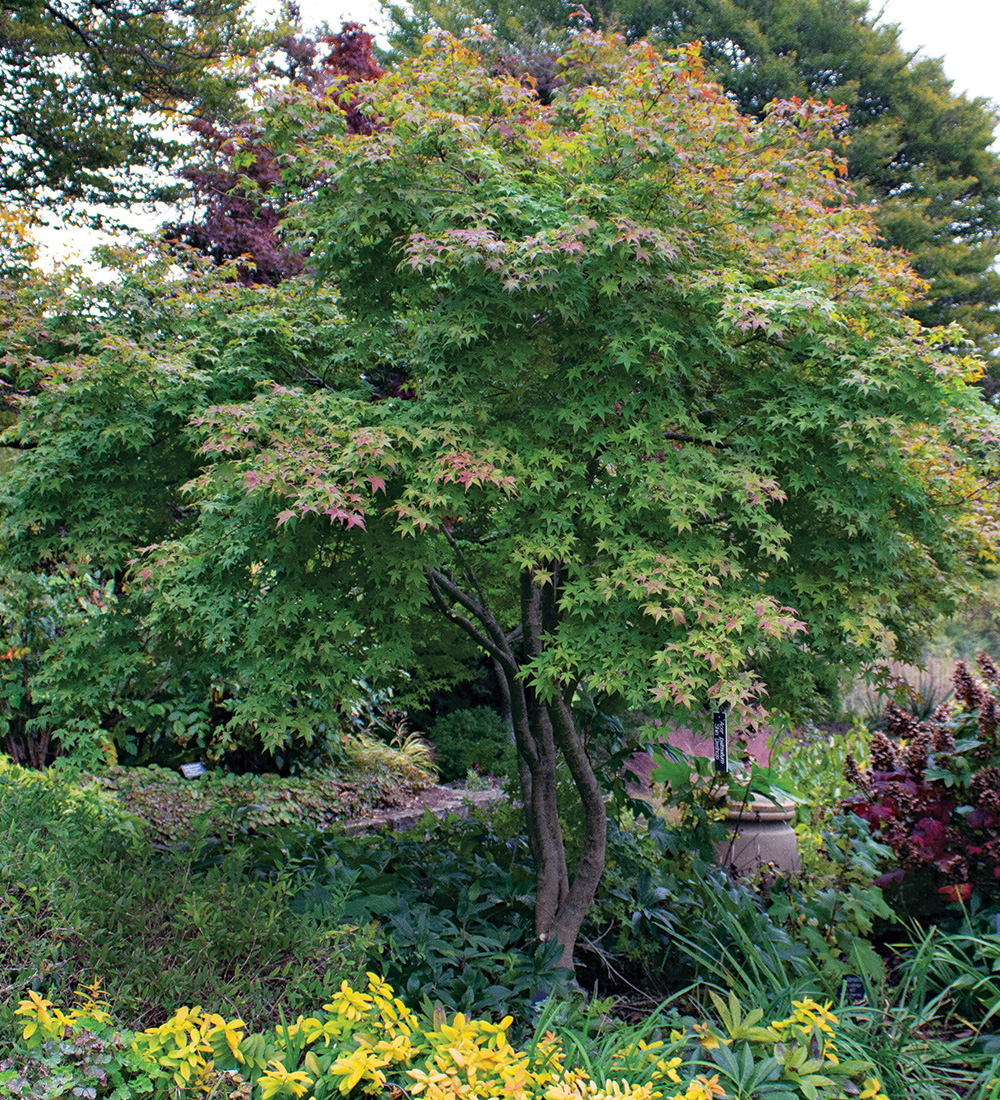 Everything You Need to Know About Landscaping Under Maple Trees 3 fg203 pruning japanese maples 1