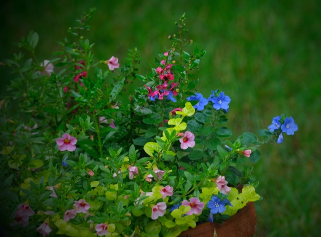 pink calibrachoa (Calibrachoa hybrid, Zones 8–11 or as an annual) and angelonia (Angelonia hybrid, Zones 8–10 or as an annual), golden creeping Jenny (Lysimachia nummularia ‘Aurea’, Zones 3–10), and blue evolvulus (Evolvulus hybrid, Zones 10–11 or as an annual).