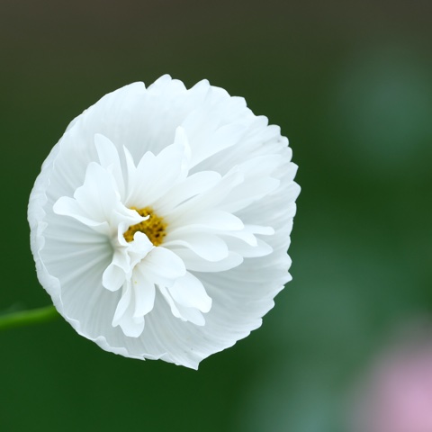 cup and saucer cosmos