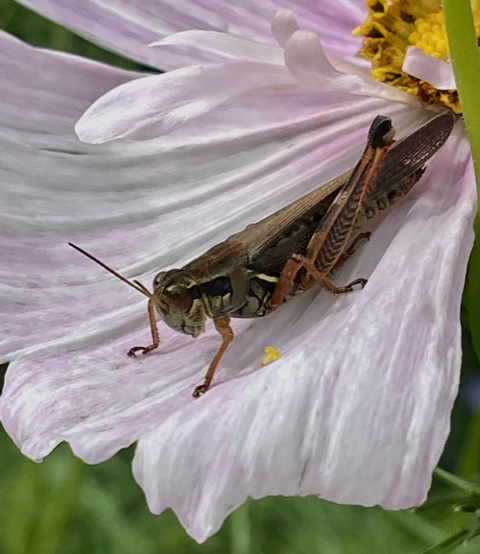 pink cosmos